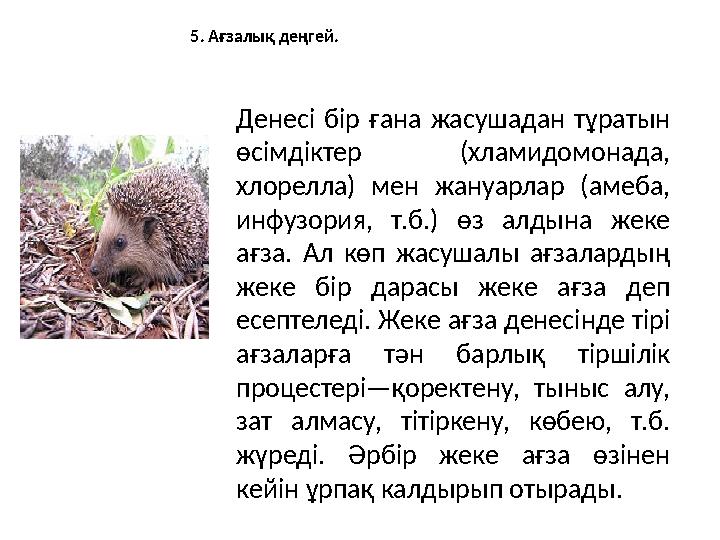5. Ағзалық деңгей. Денесі бір ғана жасушадан тұратын өсімдіктер (хламидомонада, хлорелла) мен жануарлар (амеба, инфу