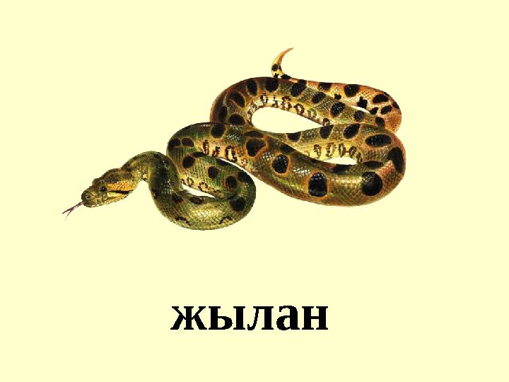 жылан