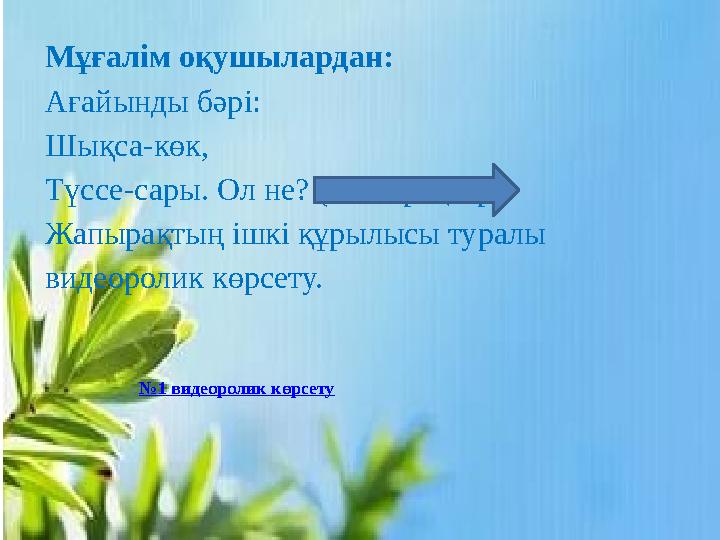 Мұғалім оқушылардан: Ағайынды бәрі: Шықса-көк, Түссе-сары. Ол не? (жапырақтар) Жапырақтың ішкі құрылысы туралы видеоролик көрсе