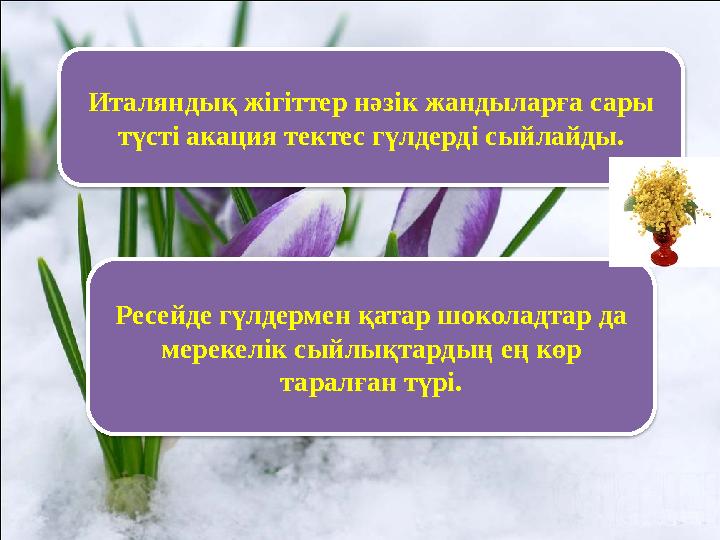 Италяндық жігіттер нәзік жандыларға сары түсті акация тектес гүлдерді сыйлайды. Ресейде гүлдермен қатар шоколадтар да мерекелі