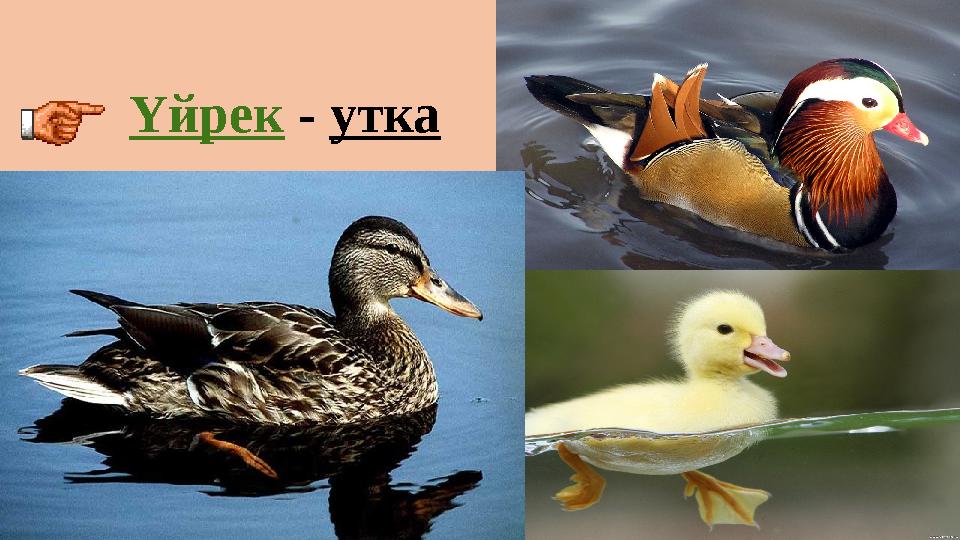 Үйрек - утка