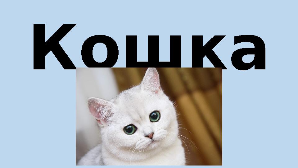 Кошка