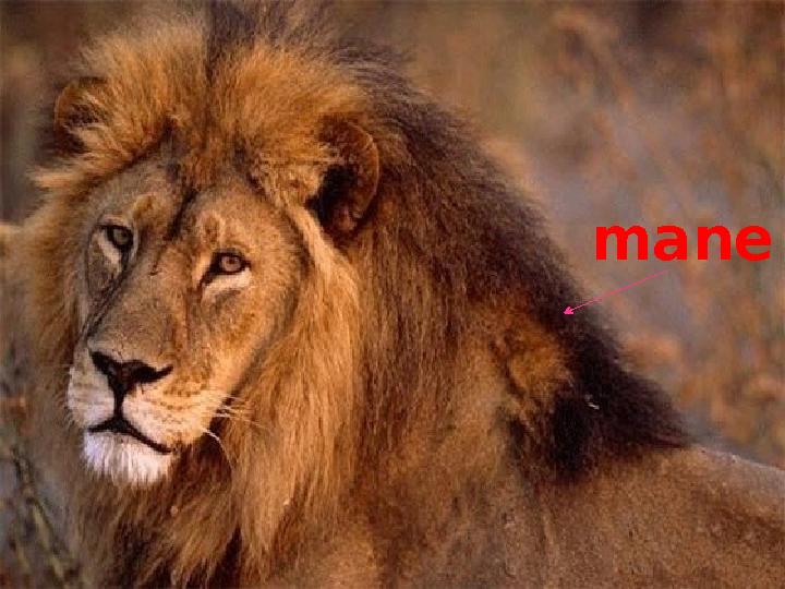 mane