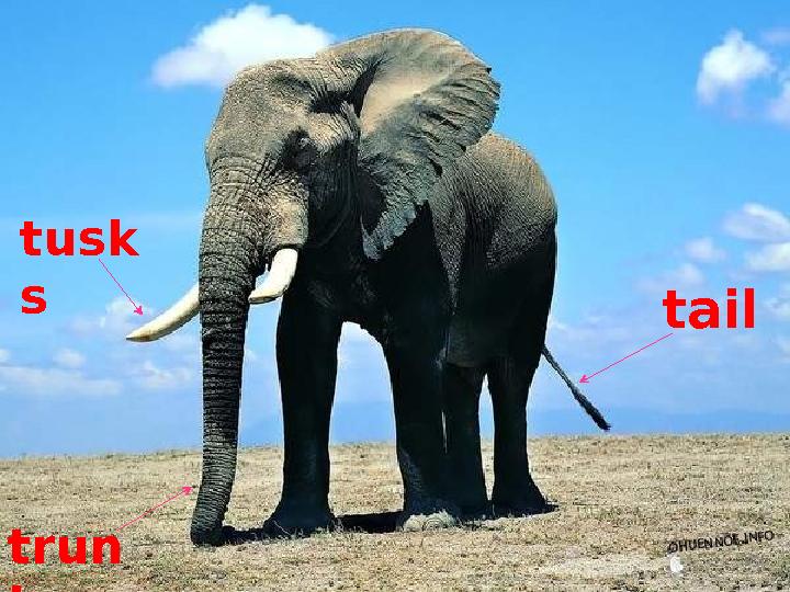 tusk s trun k tail
