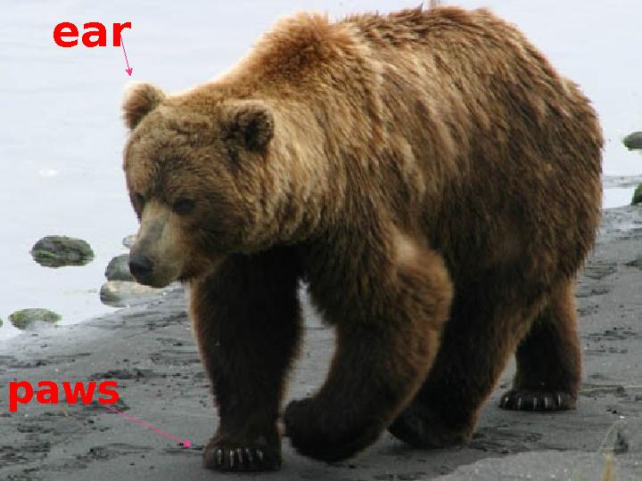 paws ear