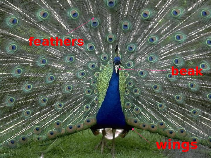 feathers wings beak