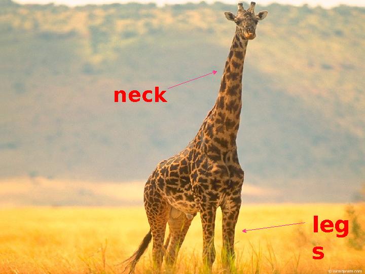 neck leg s