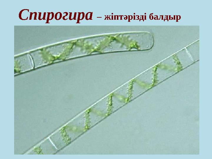 Спирогира – жіптәрізді балдыр