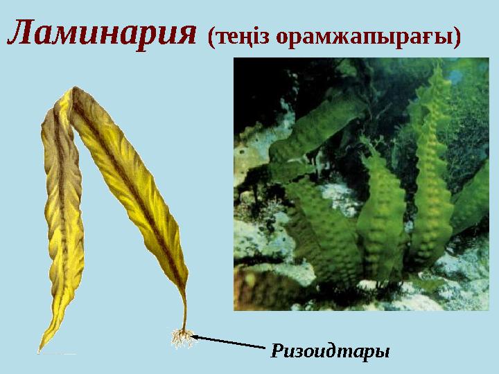 Ламинария (теңіз орамжапырағы) Ризоидтары