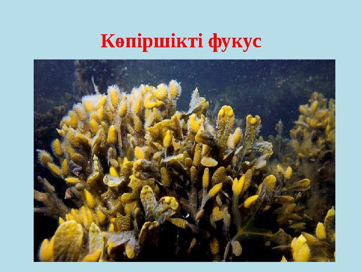 Көпіршікті фукус