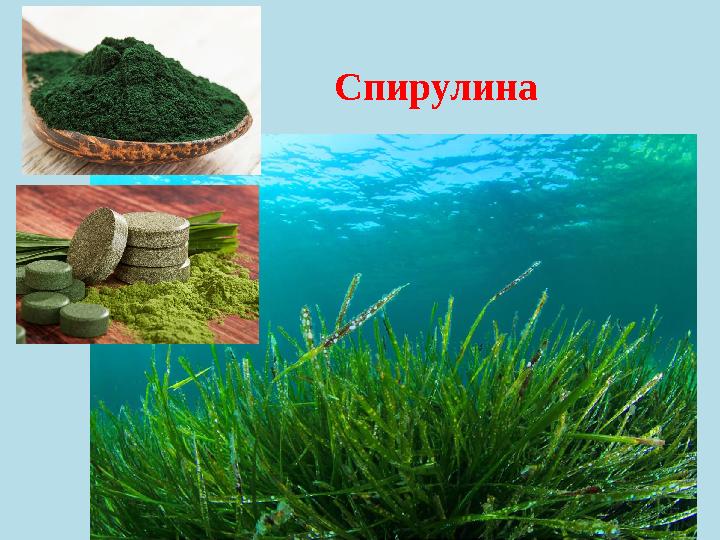 Спирулина