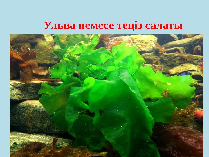 Ульва немесе теңіз салаты