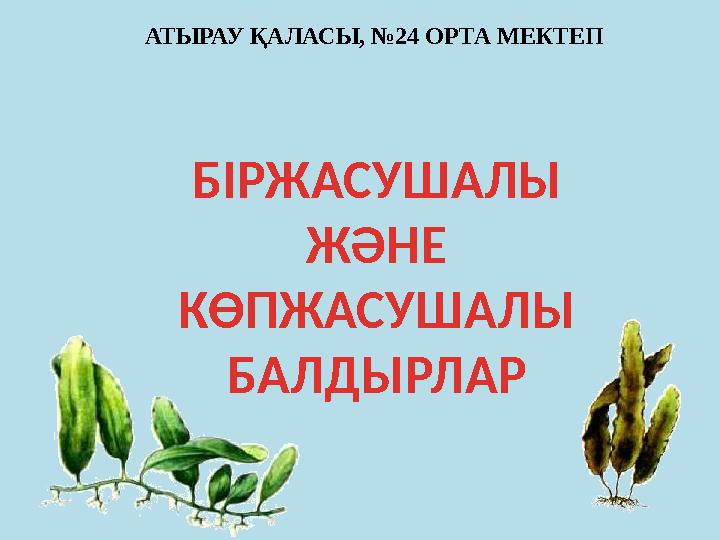БІРЖАСУШАЛЫ ЖӘНЕ КӨПЖАСУШАЛЫ БАЛДЫРЛАР АТЫРАУ ҚАЛАСЫ, №24 ОРТА МЕКТЕП
