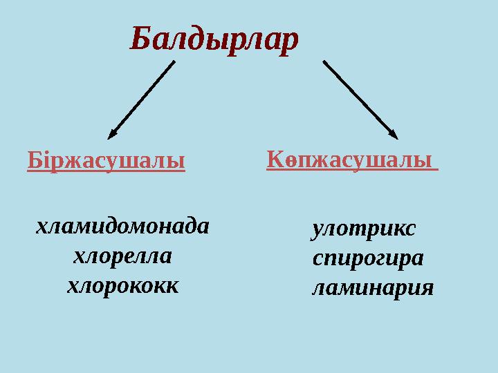 Балдырлар хламидомонада хлорелла хлорококк улотрикс спирогира ламинария Көпжасушалы Біржасушалы