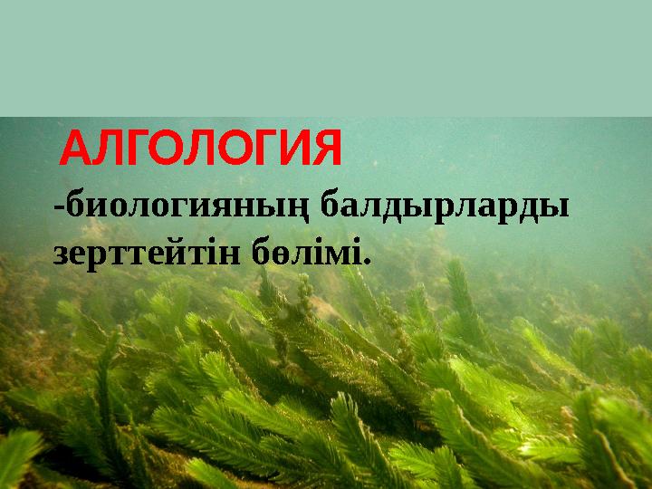 АЛГОЛОГИЯ -биологияның балдырларды зерттейтін бөлімі.