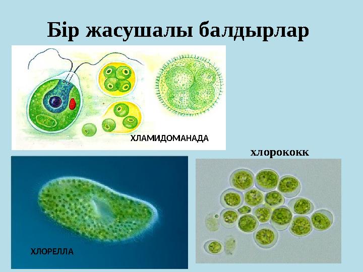 Бір жасушалы балдырлар ХЛАМИДОМАНАДА ХЛОРЕЛЛА хлорококк