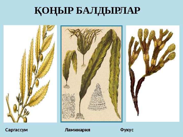 Саргассум Ламинария Фукус ҚОҢЫР БАЛДЫРЛАР