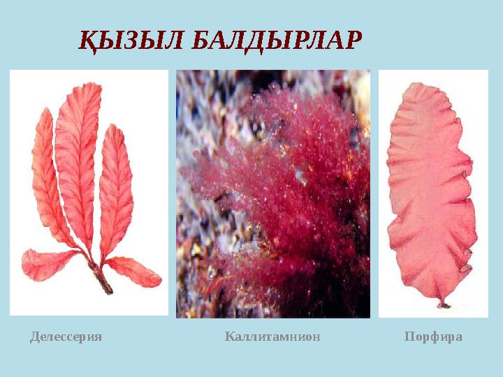 ҚЫЗЫЛ БАЛДЫРЛАР Делессерия Каллитамнион Порфира