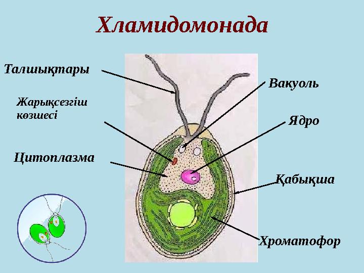 Хламидомонада Талшықтары Ядро Хроматофор Жарықсезгіш көзшесі Вакуоль Цитоплазма Қабықша