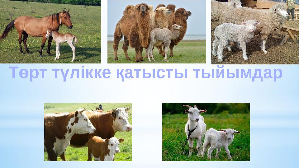 Төрт түлікке қатысты тыйымдар