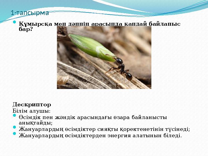 1-тапсырма  Құмырсқа мен дәннің арасында қандай байланыс бар? Дескриптор Білім алушы:  Өсімдік пен жәндік арасындағы өзара