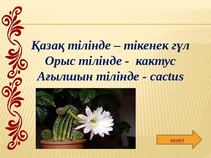 келесіҚазақ тілінде – тікенек гүл Орыс тілінде - кактус Ағылшын тілінде - cactus