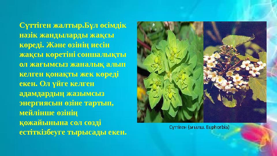 Қазтамақ - қазтамақ тұқымдасына жататын бір немесе көп жылдық шөптесін өсімдік. Қазақстанда шалғындық жерлерде өзен аңғарында,