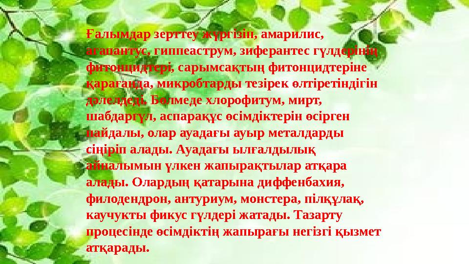 Ғалымдар зерттеу жүргізіп, амарилис, агапантус, гиппеаструм, зиферантес гүлдерінің фитонцидтері, сарымсақтың фитонцидтеріне қ