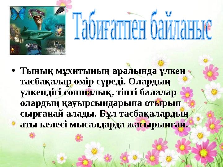 •Тынық мұхитының аралында үлкен тасбақалар өмір сүреді. Олардың үлкендігі соншалық, тіпті балалар олардың қауырсындарына оты