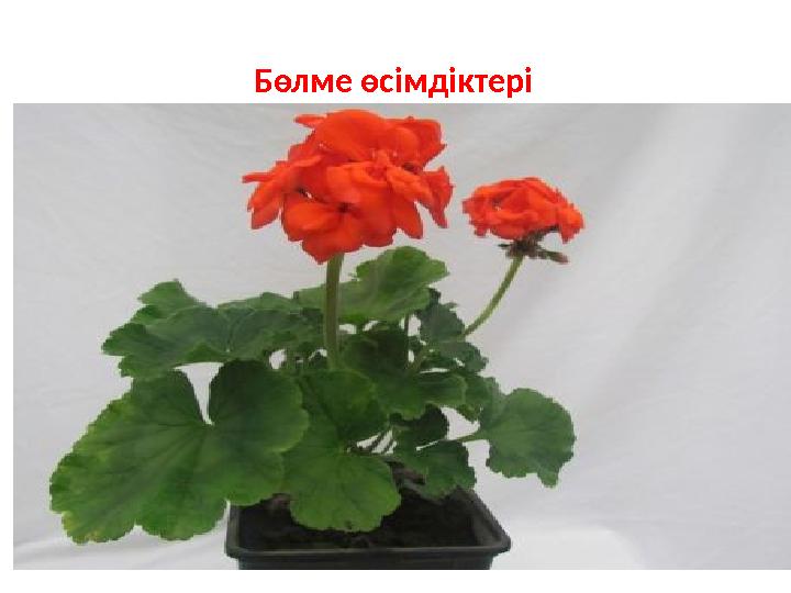 Бөлме өсімдіктері