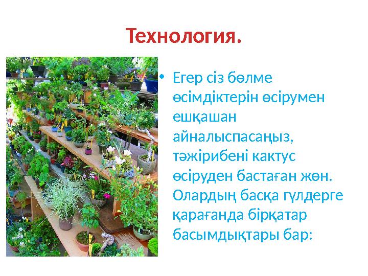 Технология. •Егер сіз бөлме өсімдіктерін өсірумен ешқашан айналыспасаңыз, тәжірибені кактус өсіруден бастаған жөн. Олардың