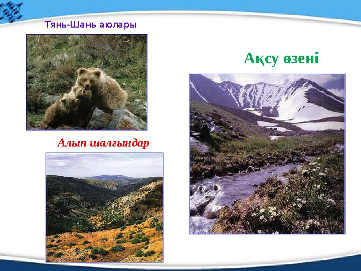 Тянь-Шань аюлары Алып шалғындар Ақсу өзені