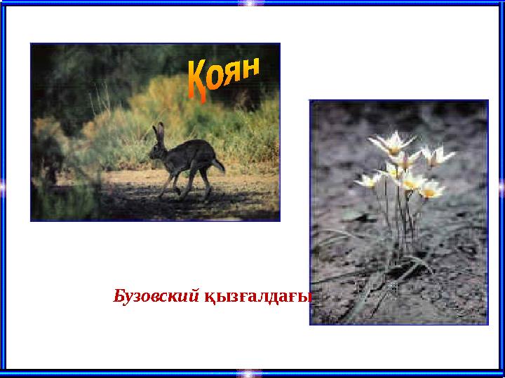 Бузовский қызғалдағы