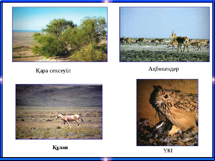 Қара сексеуіл Ақбөкендер ҮКІ Құлан