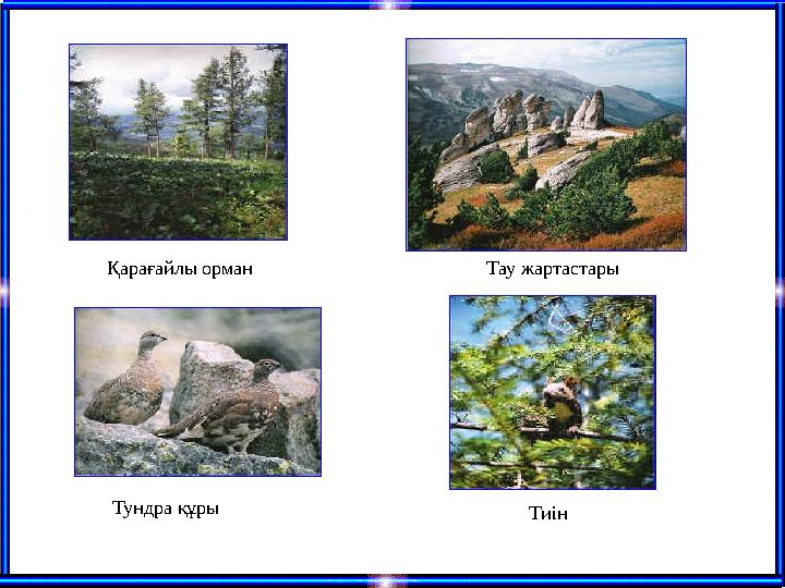 Қарағайлы орман Тау жартастары Тундра құры Тиін