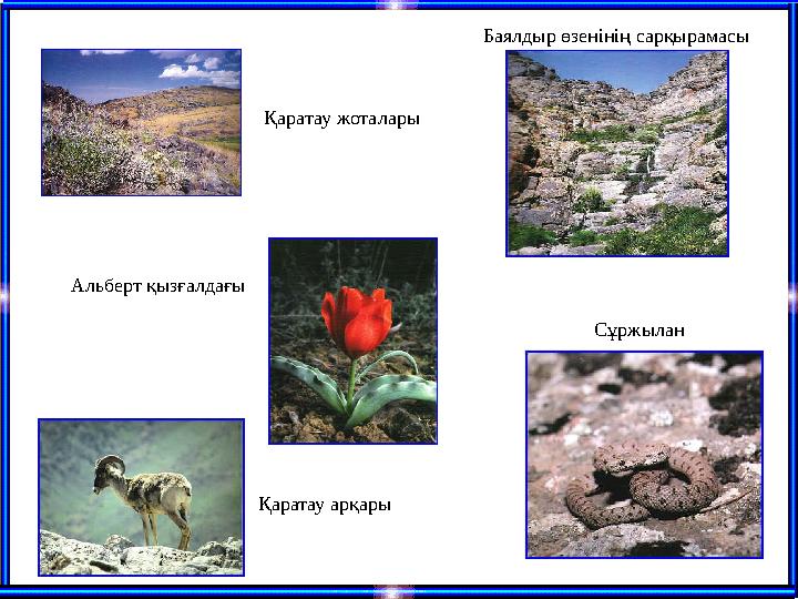 Қаратау жоталары Баялдыр өзенінің сарқырамасы Альберт қызғалдағы Сұржылан Қаратау арқары