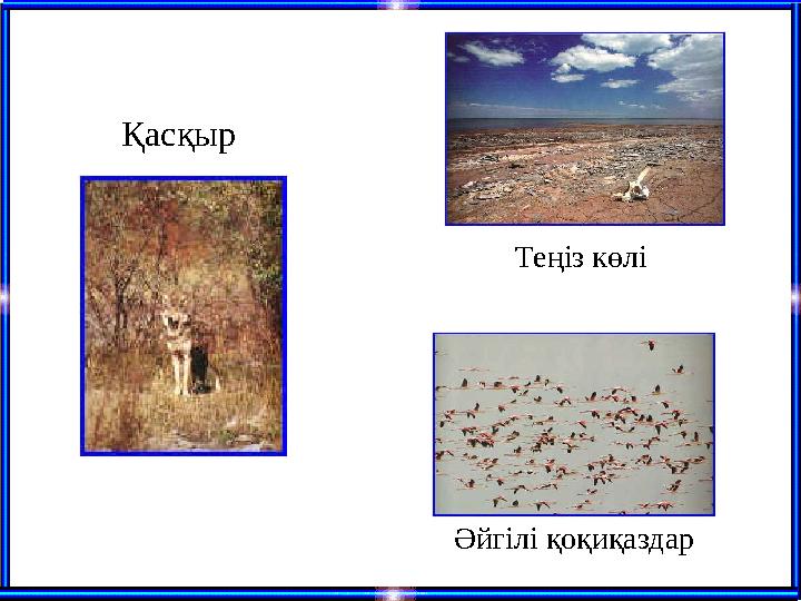 Қасқыр Теңіз көлі Әйгілі қоқиқаздар