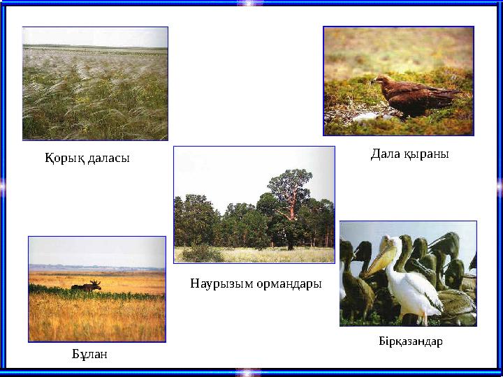 Қорық даласы Наурызым ормандары Дала қыраны Бірқазандар Бұлан