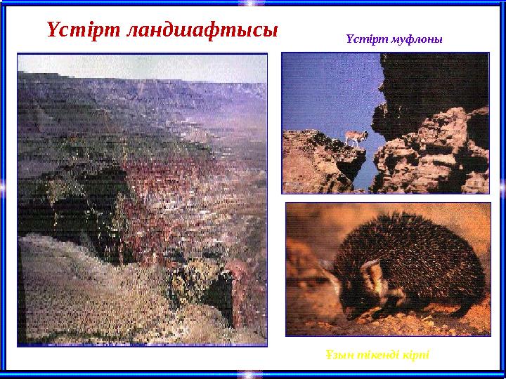 Үстірт ландшафтысы Үстірт муфлоны Ұзын тікенді кірпі