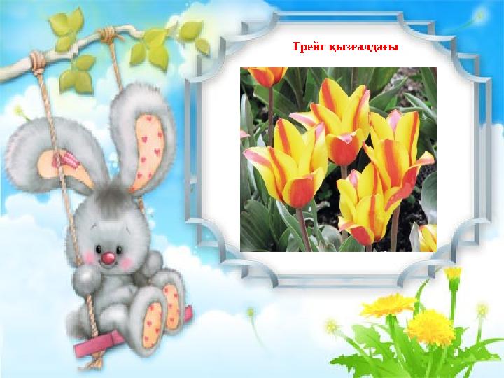 Грейг қызғалдағы