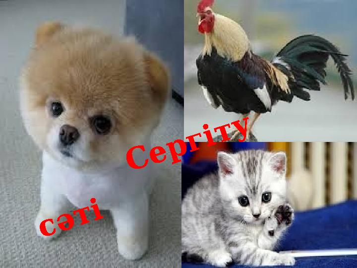 Сергіту сәті