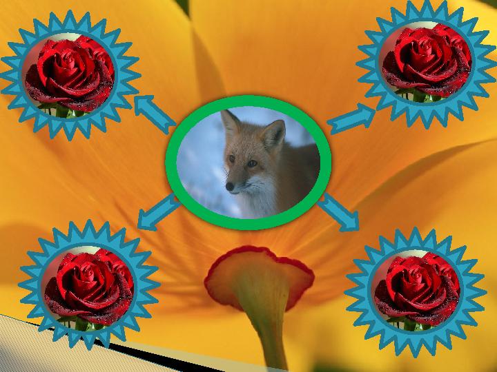 Wild Red foxy Quick