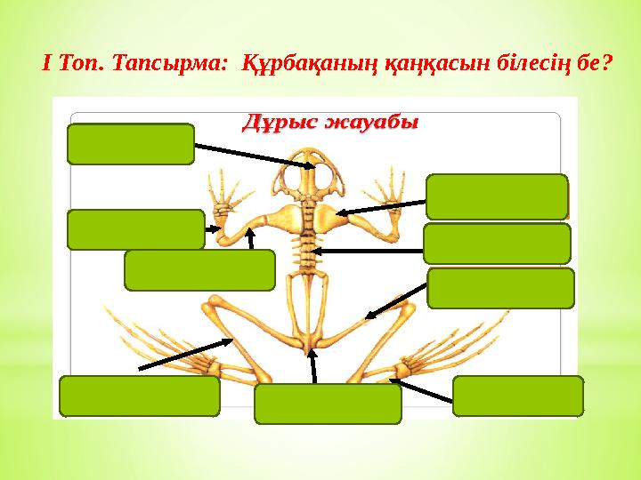 І Топ. Тапсырма: Құрбақаның қаңқасын білесің бе?Дұрыс жауабы Омыртқа Бас сүйек Жауырын К әрі жілік Тоқпан жілік Ортан ж