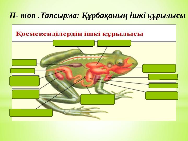 ІІ- топ .Тапсырма: Құрбақаның ішкі құрылысы