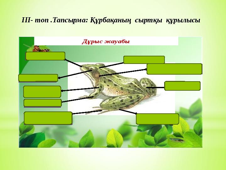 ІІІ- топ .Тапсырма: Құрбақаның сыртқы құрылысы Аузы Көзі Басы Дабыл жарғағы Сан Табан Жарғақты аяғы Білезік Қар Д