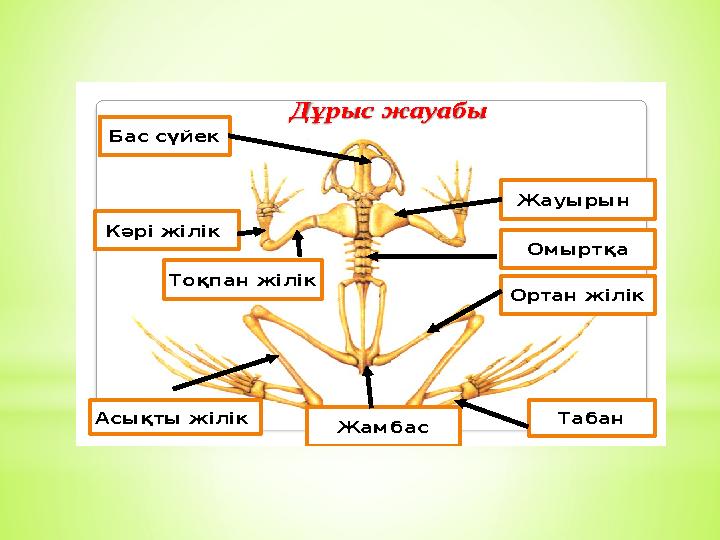 Дұрыс жауабы Омыртқа Бас сүйек Жауырын К әрі жілік Тоқпан жілік Ортан жілік Жамбас Табан Асықты жілік