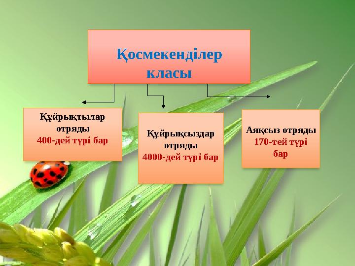 Қосмекенділер класы Аяқсыз отряды 170-тей түрі барҚұйрықсыздар отряды 4000-дей түрі барҚұйрықтылар отряды 400-дей түрі бар