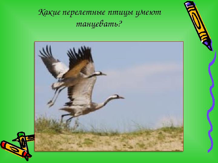 Какие перелетные птицы умеют танцевать?