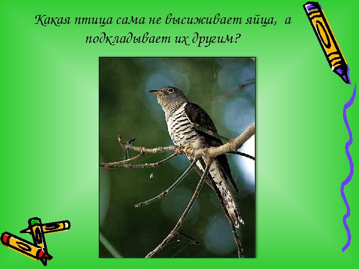Какая птица сама не высиживает яйца, а подкладывает их другим?