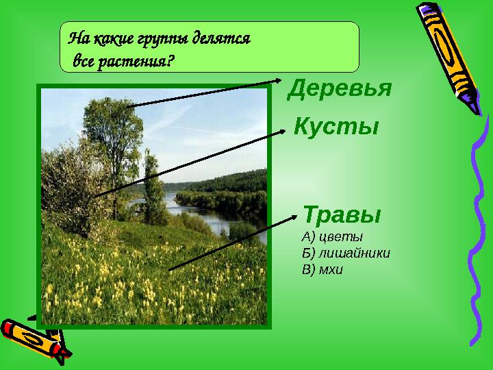 Деревья Кусты Травы А) цветы Б) лишайники В) мхи На какие группы делятся все растения?